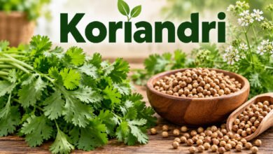 Koriandri