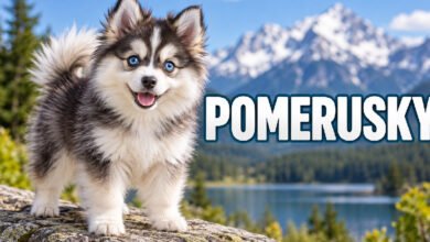 Pomerusky